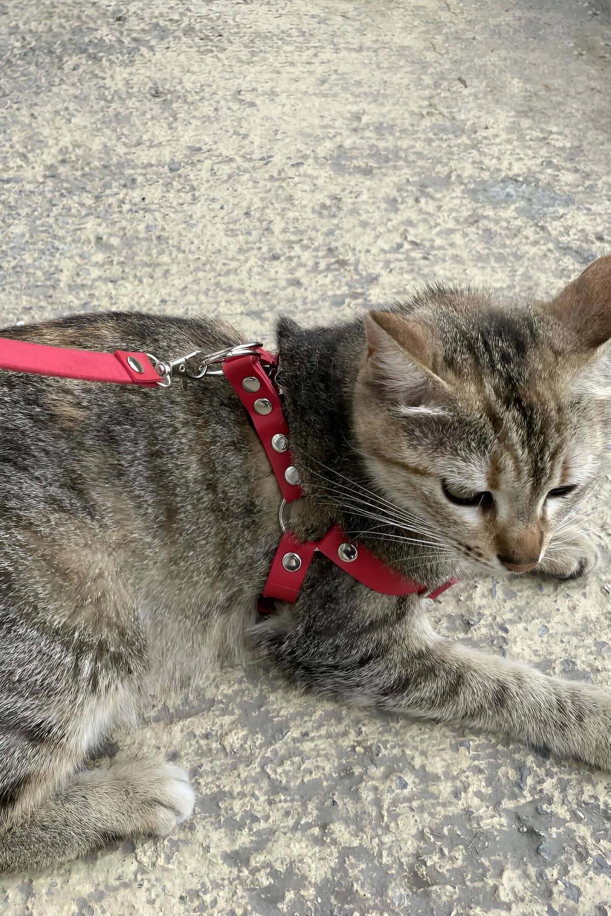 Red Faux Leather Cat Harness with O-Ring and Adjustable Straps