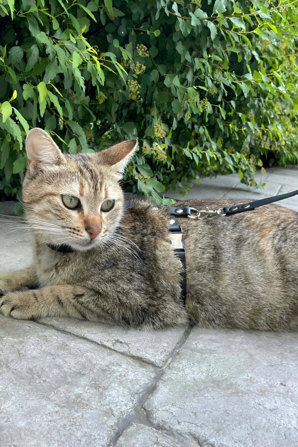 Adjustable Black Faux Leather Cat Harness with Quick-Release Buckles