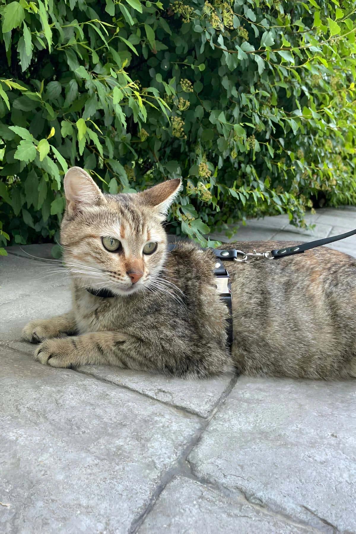 Adjustable Black Faux Leather Cat Harness with Quick-Release Buckles