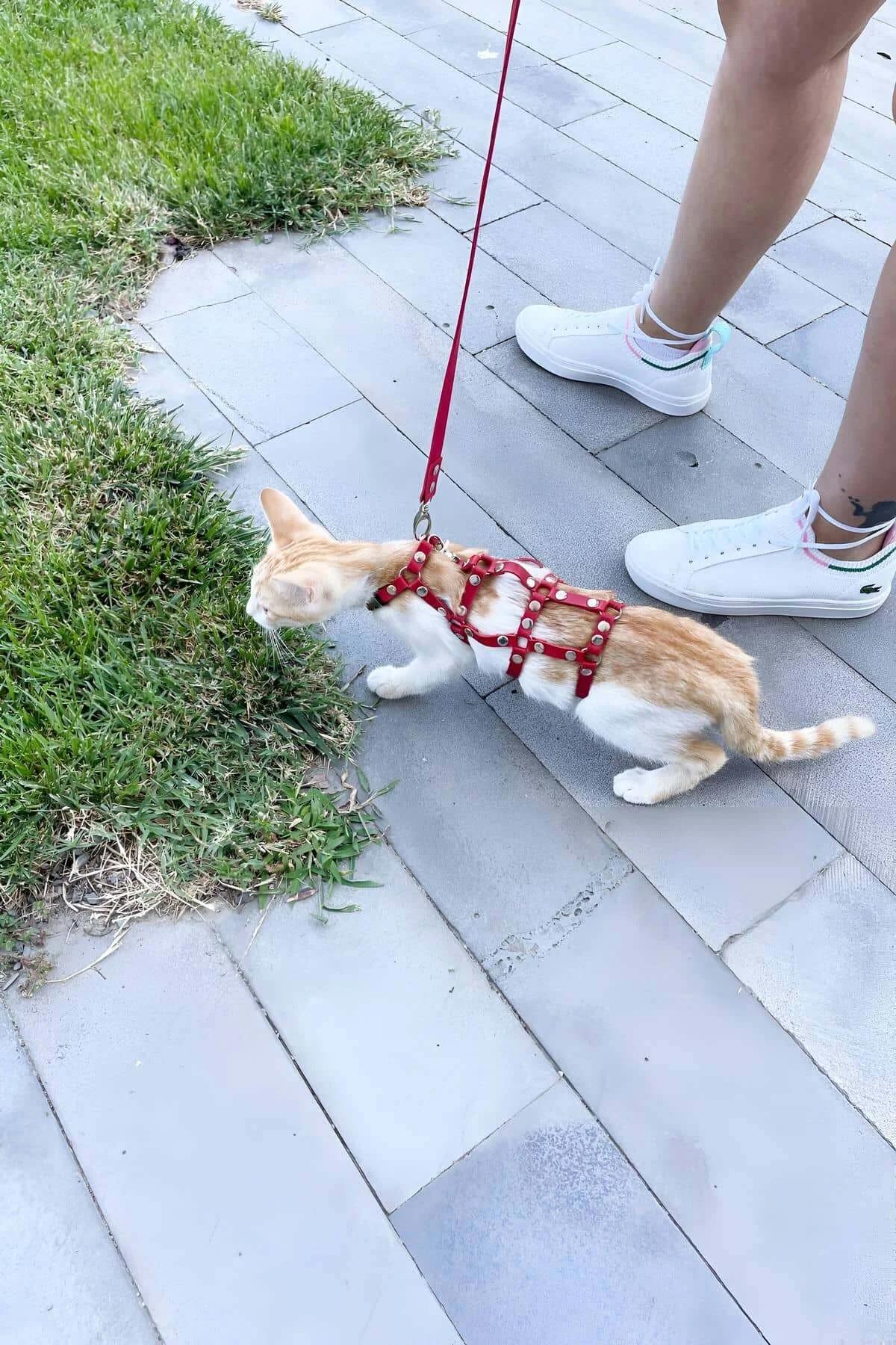 Red Faux Leather Multi-Strap Cat Harness