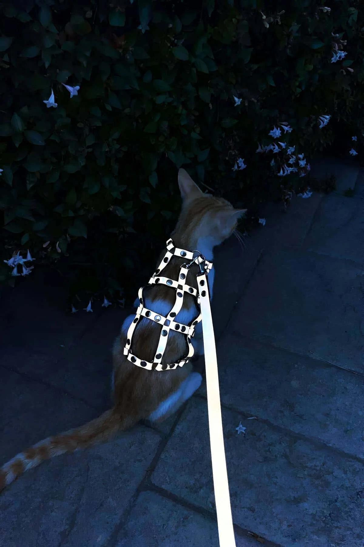 Studded Faux Leather Cat Harness with Matching Leash