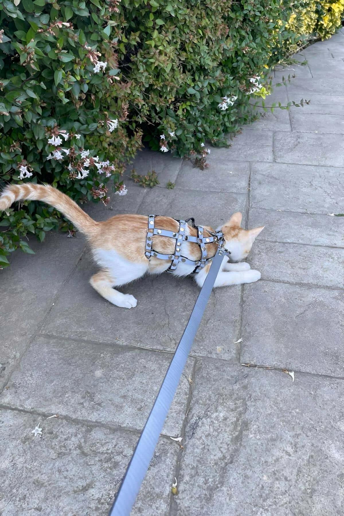 Studded Faux Leather Cat Harness with Matching Leash