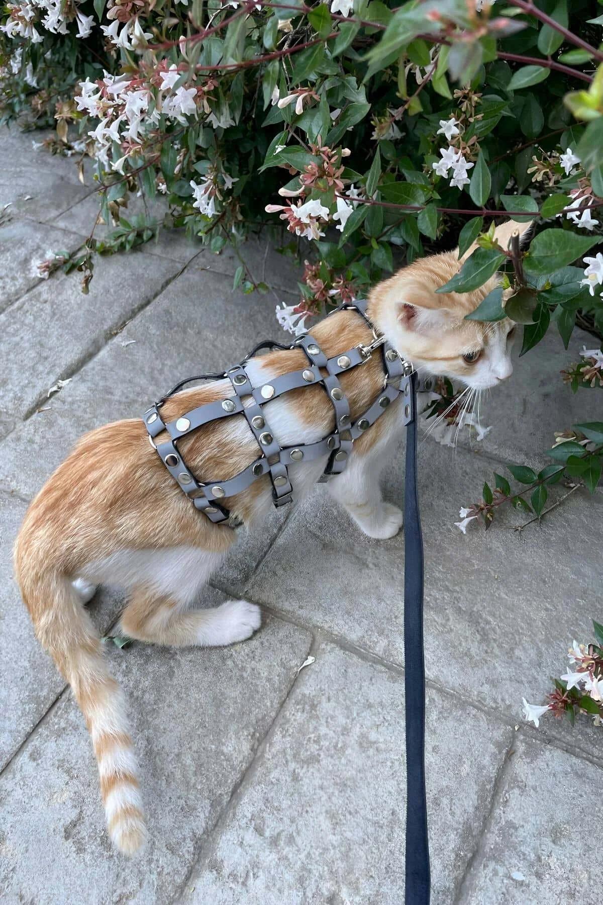 Studded Faux Leather Cat Harness with Matching Leash