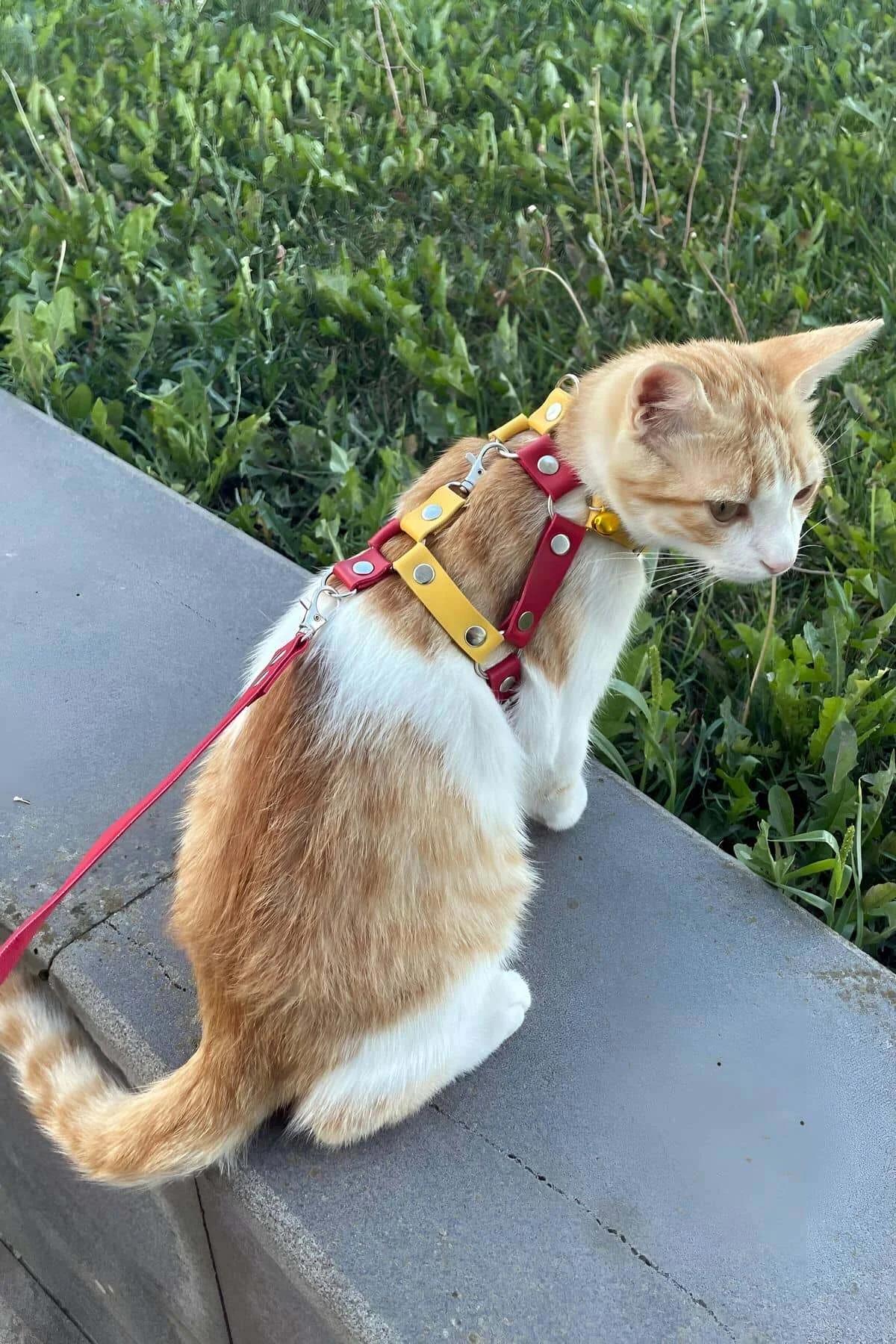 Matching red faux leather cat leash with silver swivel snap clip attached to harness D-ring