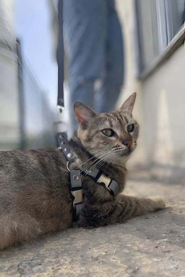 Reflective Cat Harness with Dual-Safety Buckles