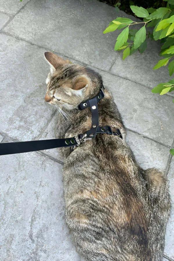 Adjustable Black Faux Leather Cat Harness with Quick-Release Buckles