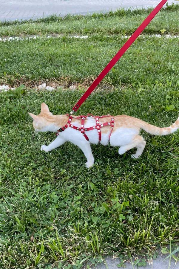 Red Faux Leather Multi-Strap Cat Harness