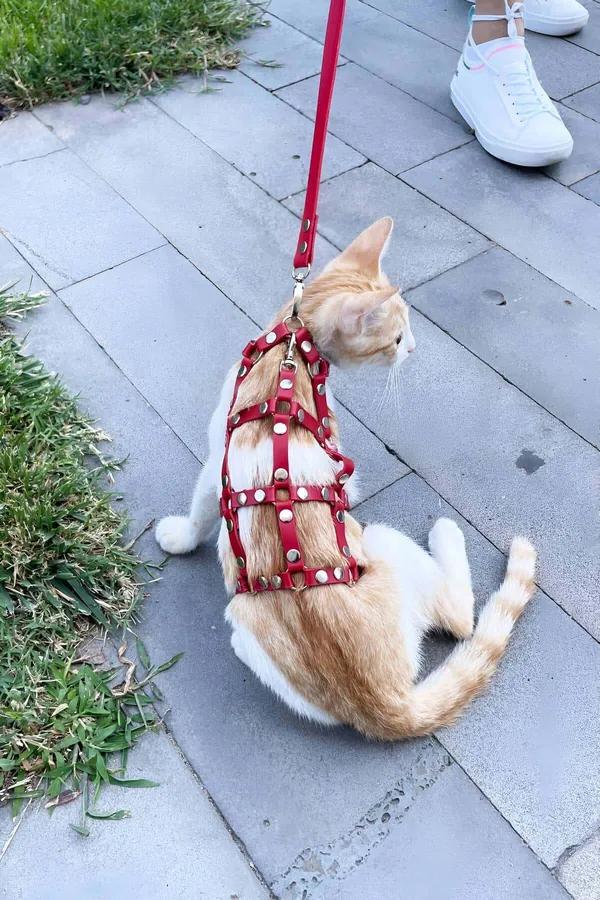 Red Faux Leather Multi-Strap Cat Harness