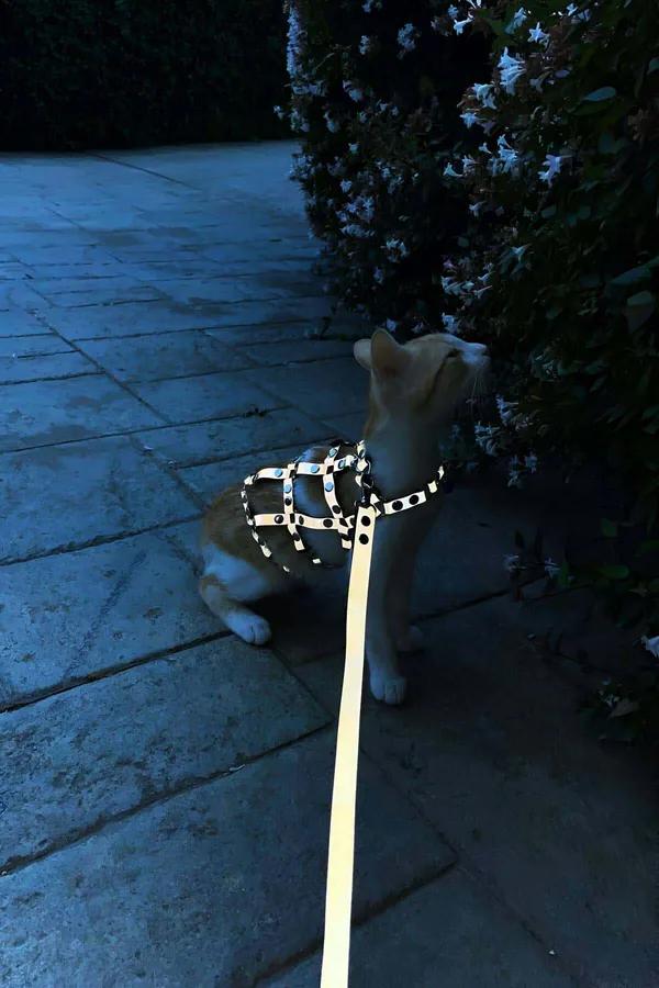 Studded Faux Leather Cat Harness with Matching Leash
