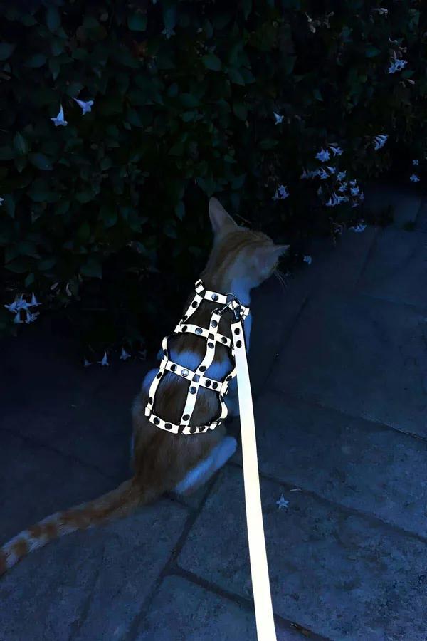Studded Faux Leather Cat Harness with Matching Leash