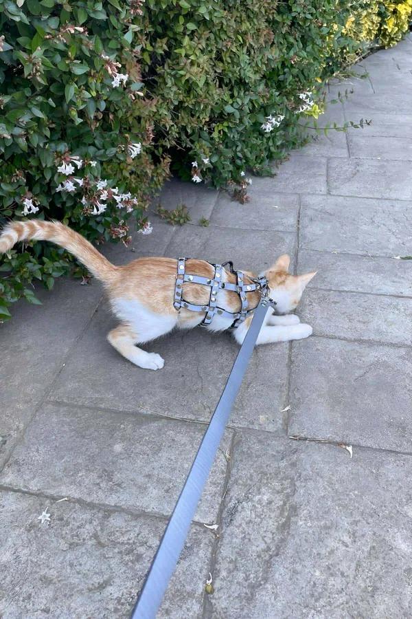 Studded Faux Leather Cat Harness with Matching Leash