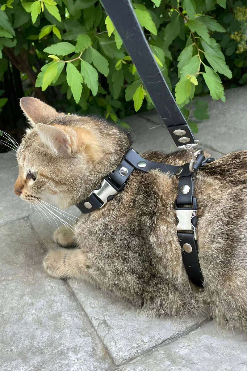 Black Faux Leather Adjustable Chest Harness with Silver Quick-Release Buckles on a cat