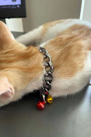 Rapper Cat Collar, Cat Collar with Chain and Bell - NPC012